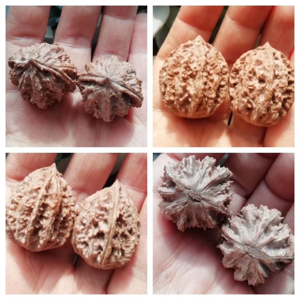 艾墨菲成对把玩文玩核桃秋子野生山核桃一对手捻手玩太行山脉核桃一号