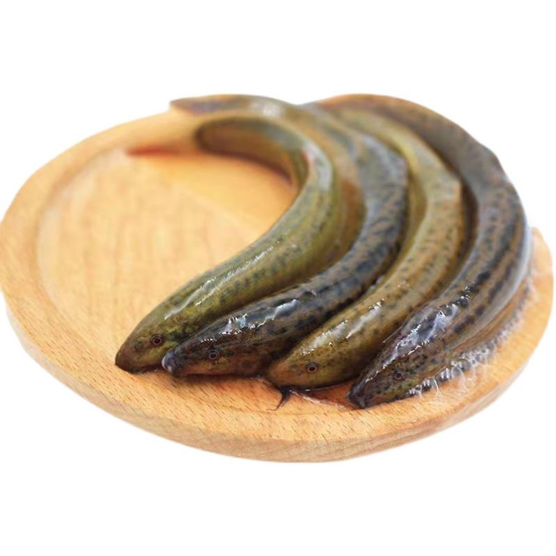 泥鳅淡水活鱼大板鳅活体鱼青鳅黄鳅鱼现杀滋补炖汤老人 4斤【图片