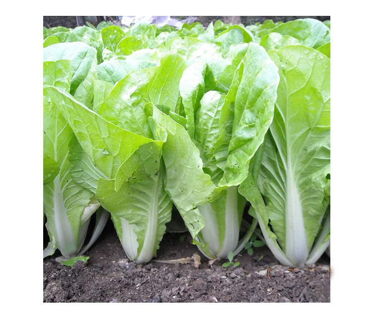 快菜种子奶油小白菜籽四季播20天春夏秋冬季种青农家蔬菜种孑阳台速生
