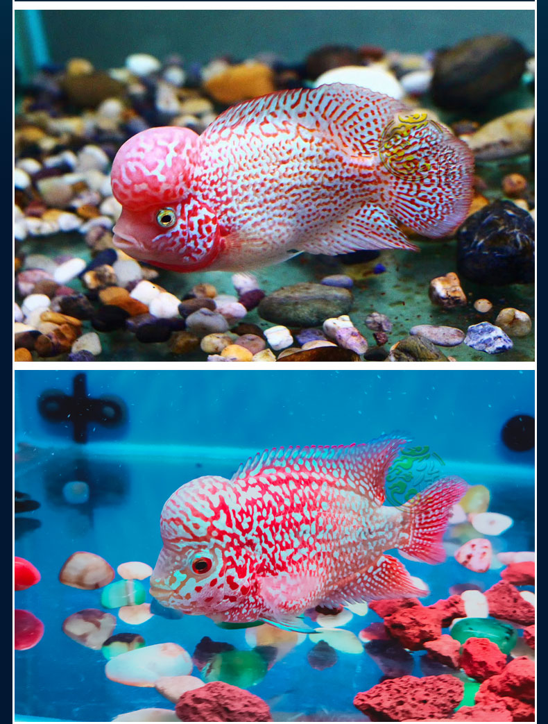 泰国进口金花罗汉鱼火凤凰亚成古典幻彩泰金爆头热带观赏鱼活体 金花