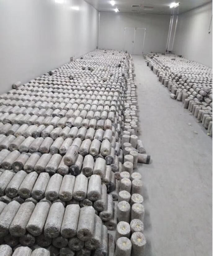 羊肚菌种子蘑菇种包菇包羊肚包食用室内阳台四季盆景盆栽 初石 羊肚菌