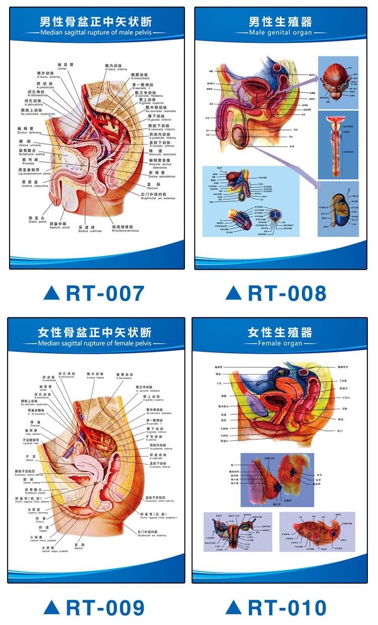 同款医学人体器官分布图骨骼内脏解剖图医院泌尿耳鼻喉骨盆示意图1