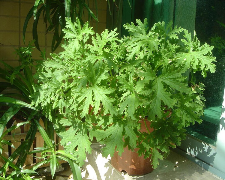 一名花匠一名花匠 盆栽驱蚊草神奇驱蚊草 盆栽驱蚊草苗驱蚊草 室内