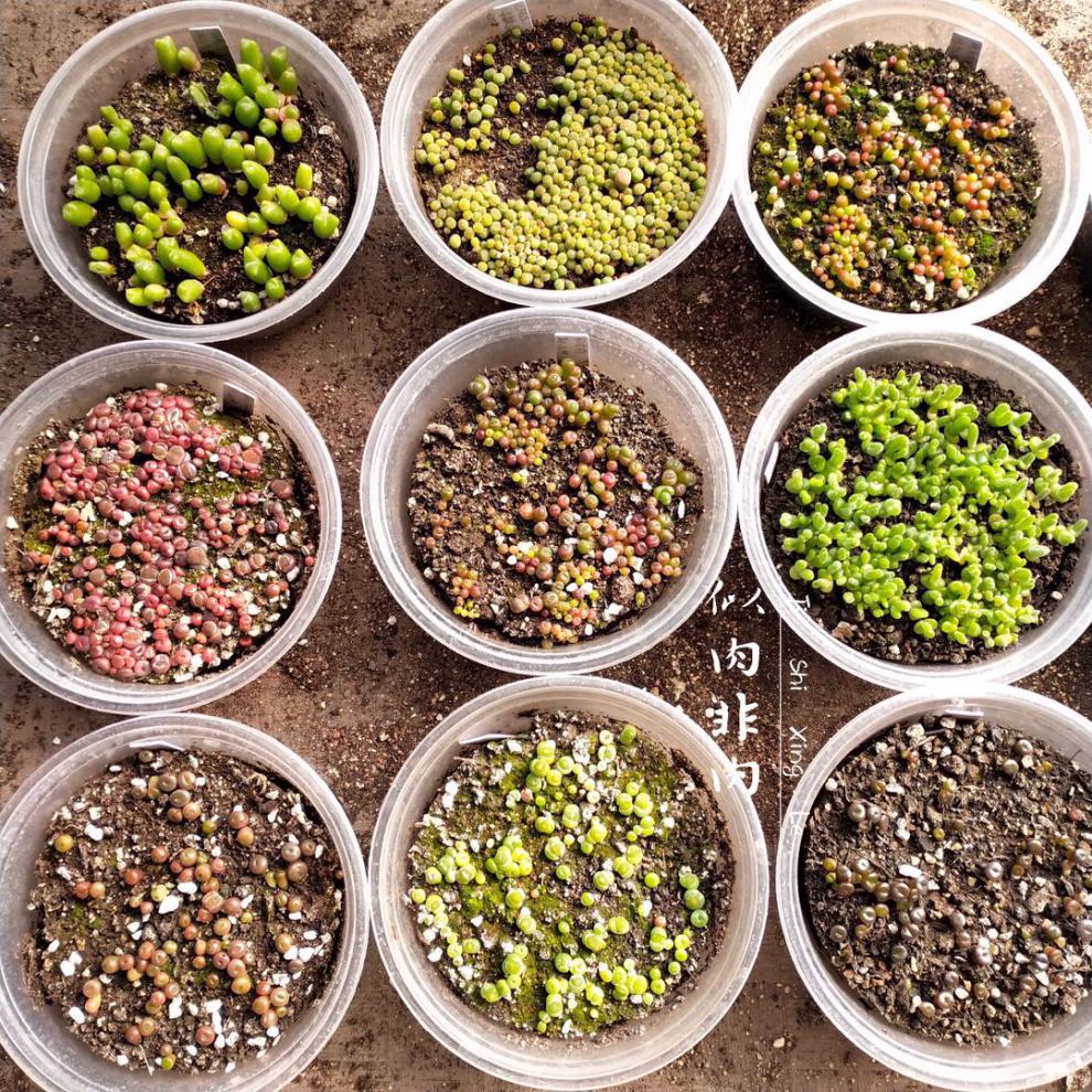 彩色生石花肉锥种子套餐种荚母本多肉植物混屁股花ko全窗日轮种子10粒