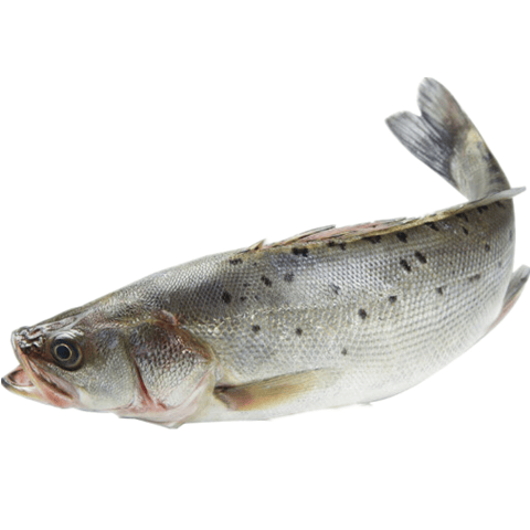 鲈鱼 海水鲈鱼 新鲜鲈鱼 七星鲈鱼 新鲜海鲜 海鲜水产 新鲜 【9两-1斤