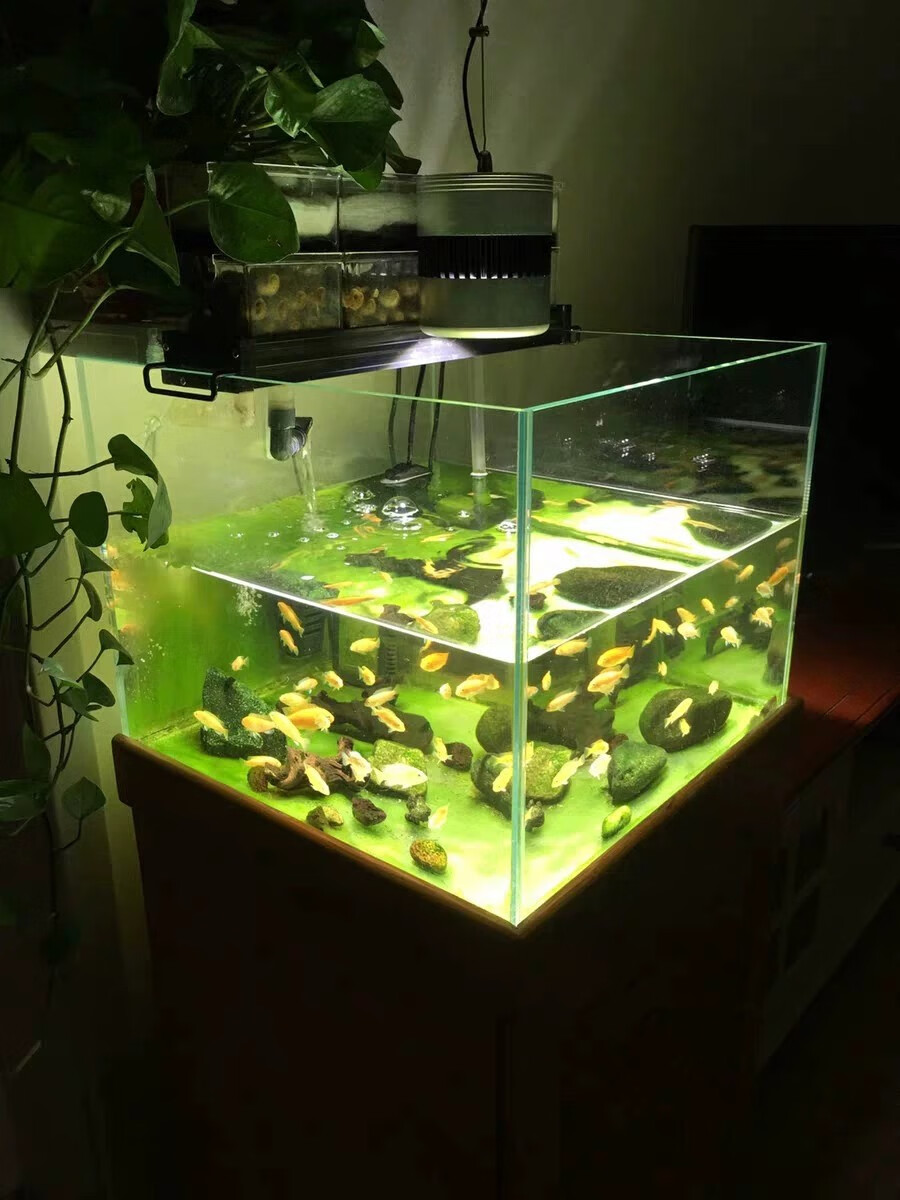 京选好物全光谱爆藻灯爆苔灯鱼缸灯照明灯青苔灯绿苔灯绿毛灯定时插座