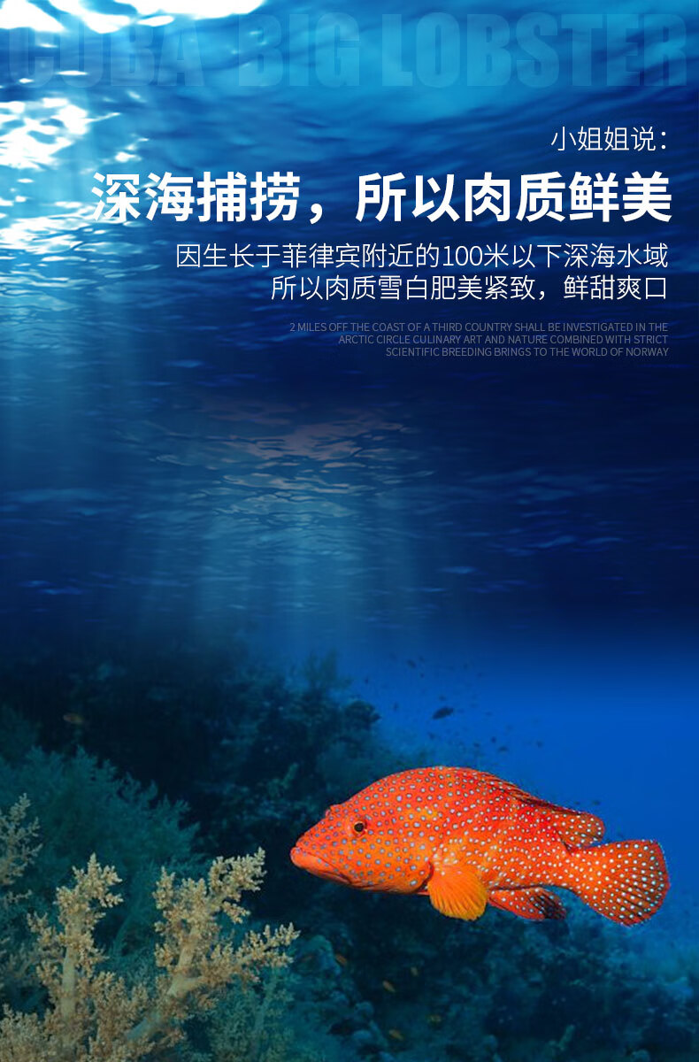 冠季东星斑冰鲜冷冻石斑鱼老虎斑海鲜水产东星斑鱼9001000g条