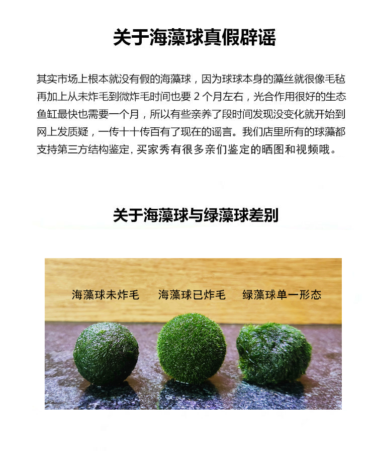 海藻球微景观生态缸鱼缸桌面迷你盆栽水培植物球藻创意礼物小盆栽迷你