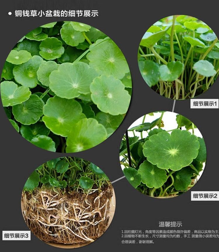 精品绿植铜钱草水培植物办公室桌面盆栽金钱草花卉室内水养绿植吸