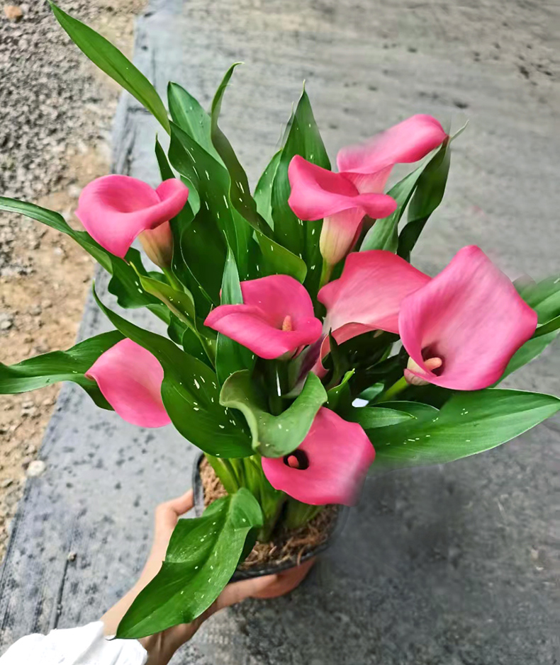 马蹄莲盆栽四季开花植物马蹄莲4盆4个色随机组合带盆栽好