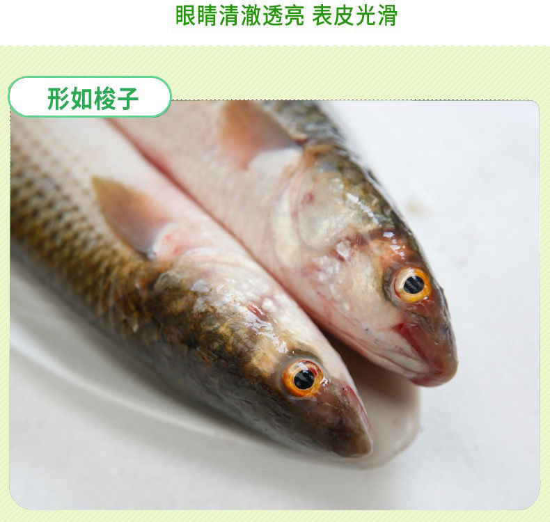 鲜活梭鱼红眼梭子鱼新鲜乌鲻鱼乌头海捕海鱼水产白眼鱼丁鲜切块规格3