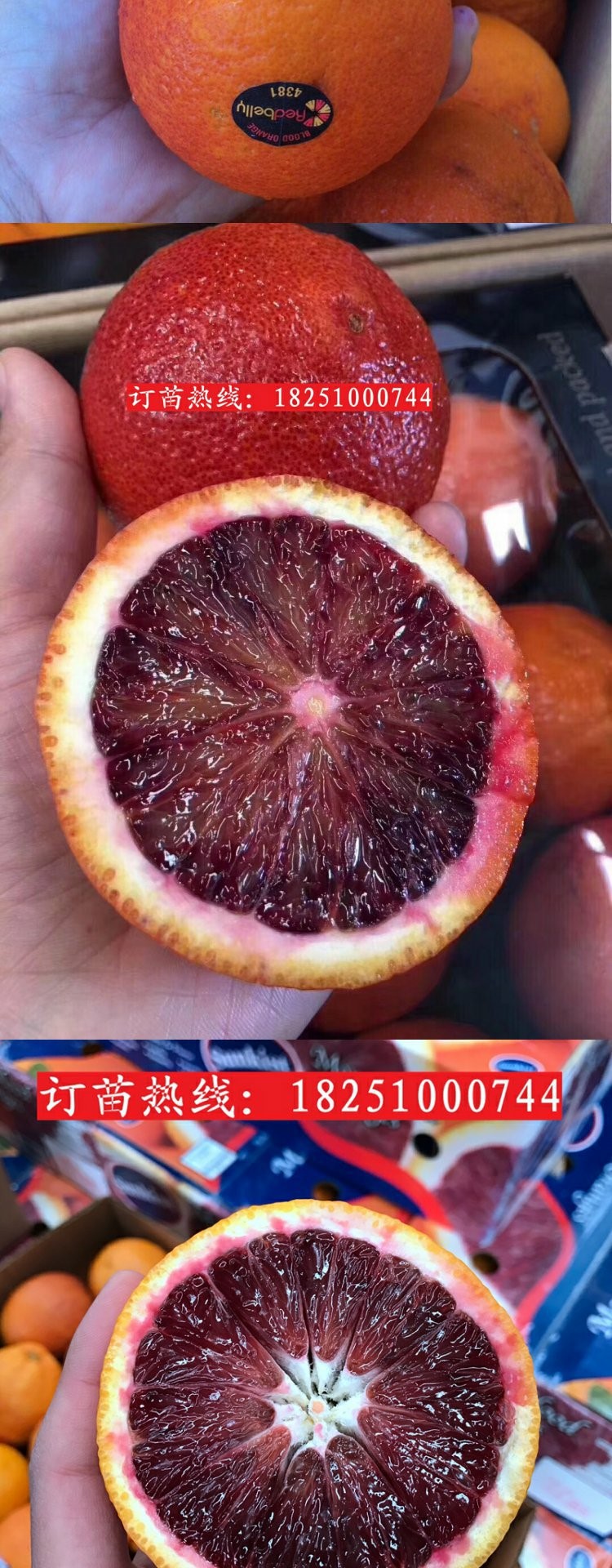 阿诺德血橙苖有玫瑰香味橙子树苖脐橙子苖塔罗科血橙苖南方北方种3年