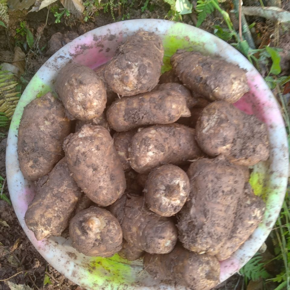 云南昭通彝良小草坝新鲜天麻现挖现发新鲜发货10至12个一斤一斤装