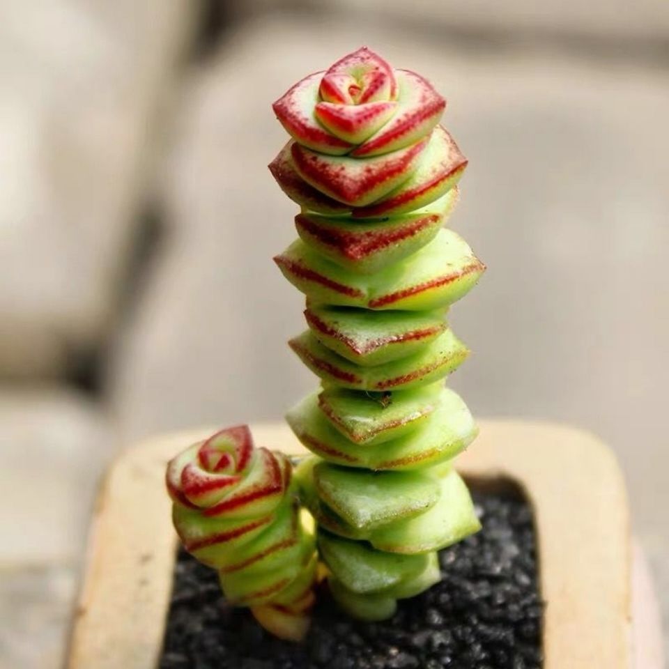 钱串子多肉钱串多头群生多肉植物盆栽新手好养老桩肉肉植物批发室内花