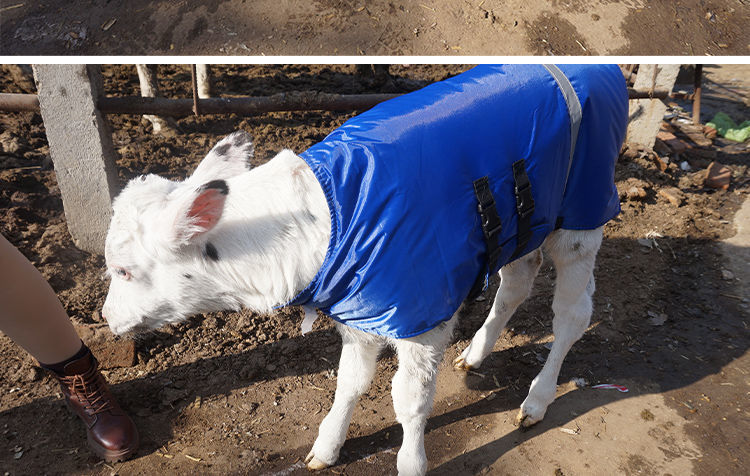 加厚防水马甲护胃裹腹防寒外套保暖马甲犊牛服蓝色加厚通用款02个月用