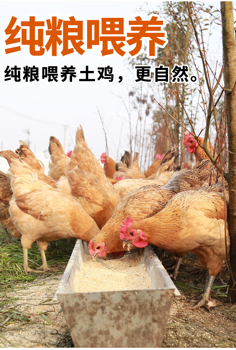 超大老母鸡正宗土鸡农家散养鸡肉新鲜整只柴鸡笨鸡走地鸡新鲜