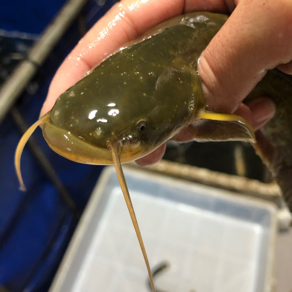 lism纯鱼野生鲶鱼3斤装大河鲶鱼 净重3斤装【图片 价格 品牌 报价】