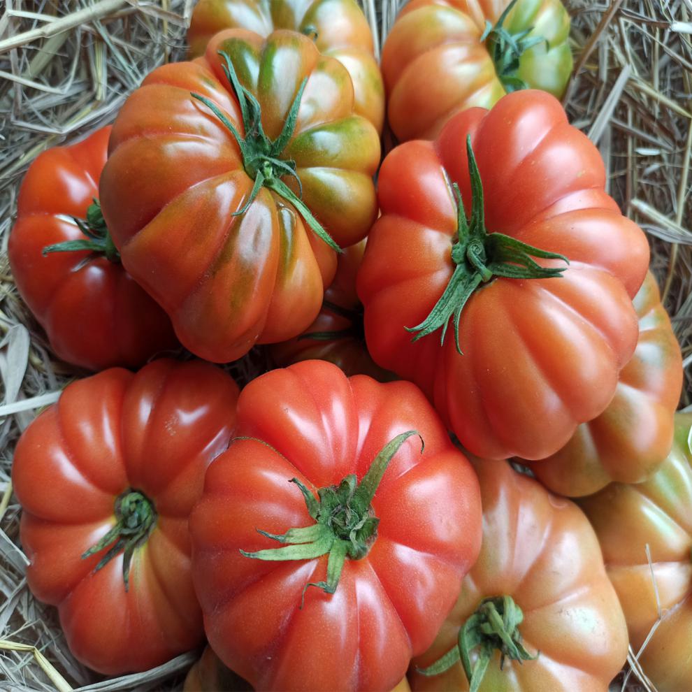 现摘自然熟潮汕马蹄番茄新鲜老品种西红柿子生吃应季水果孕妇蔬菜 5斤