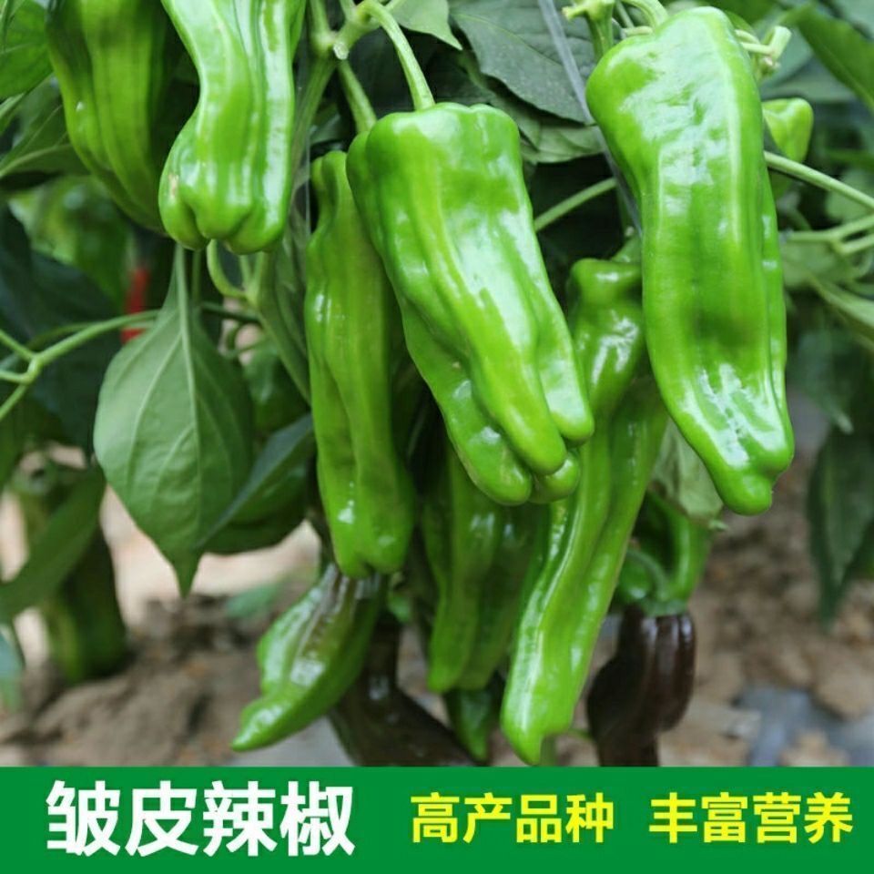 赤卉早熟薄皮青椒种子四季播蔬菜种籽孑庭院大田阳台可盆栽皱皮辣椒籽