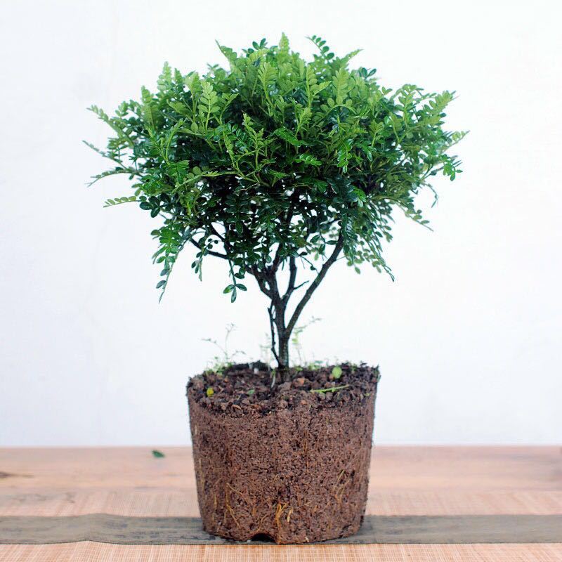 精选直发驱蚊植物清香木盆栽室内盆景驱蚊草四季常青胡椒木苗绿植庭院
