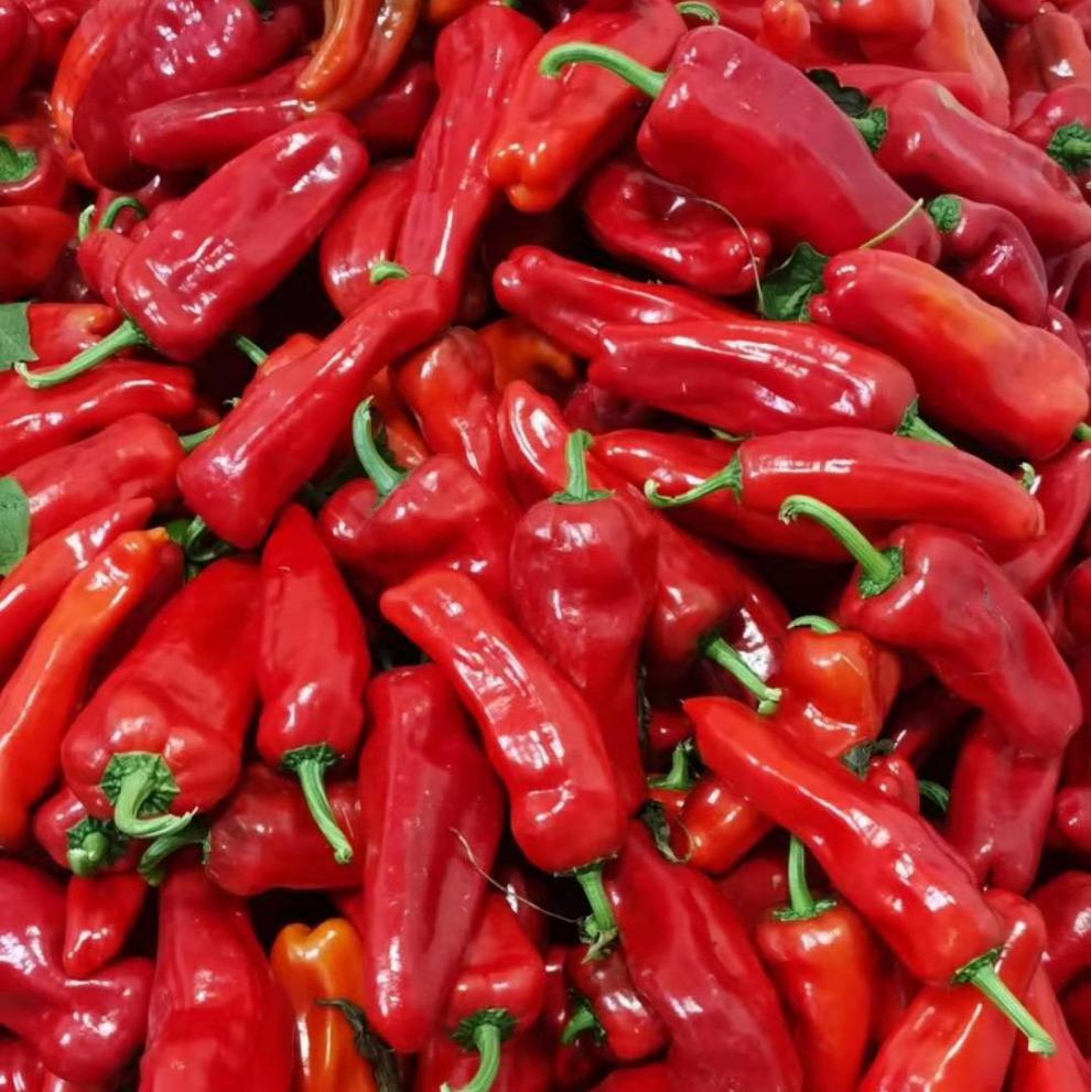 【产地直销】现摘新鲜红辣椒肉椒大红泡椒微辣菜椒牛角椒做辣椒酱