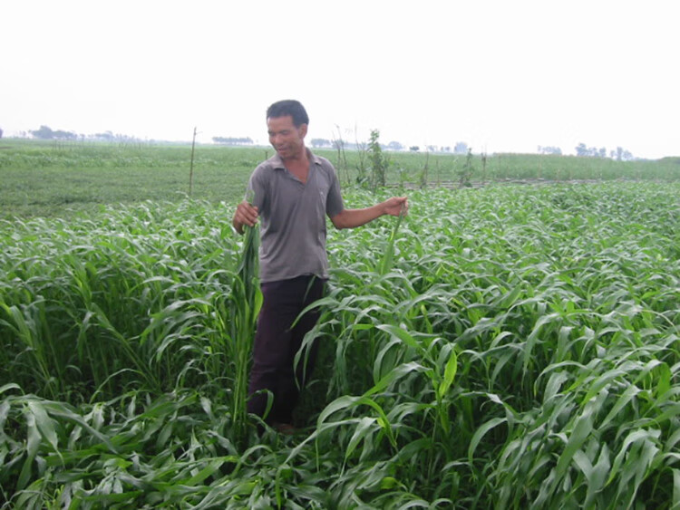 高丹草种子南方牧草种子高丹草杂交苏丹草种子适口性好高产牧草一斤