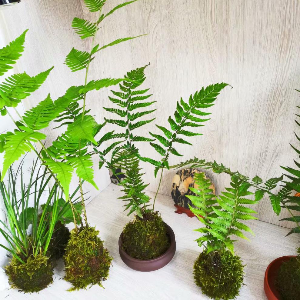 蕨类植物花卉盆栽绿植盆景室内好养客厅四季办公室桌面苔藓球蕨苔藓球