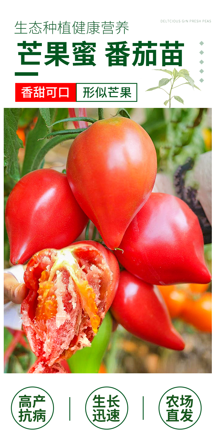黎昕超甜芒果蜜番茄种子沙瓤水果大西红柿种籽四季盆栽蔬菜孑苗秧春季