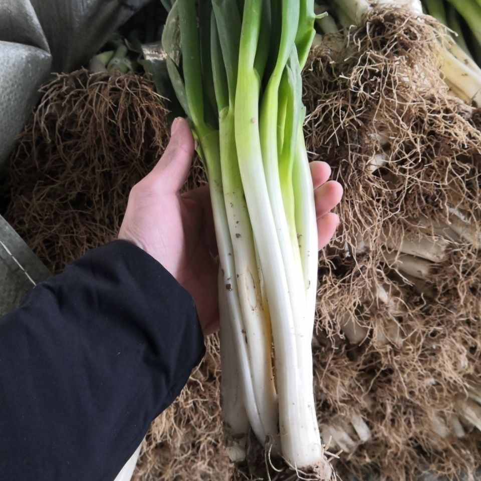 新店河南分葱大葱3斤5斤10斤一捆香葱精品5斤净重5斤