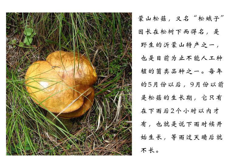 松菇野菌干货生松蘑山蛾子非红蘑沂蒙山特产松蘑菇菌菇礼盒共550g