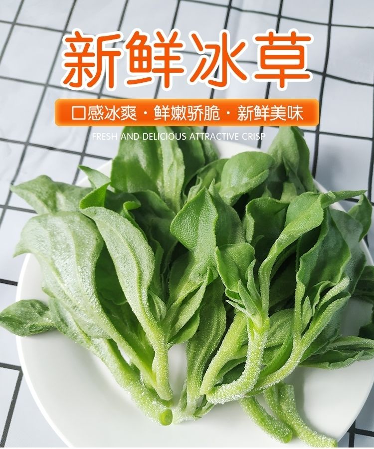 山东新鲜冰菜冰草农家新鲜蔬菜火锅菜沙拉菜冰叶2斤冰菜酱泡沫箱