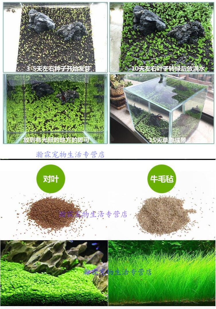 鱼塘水草种子伊乐藻轮叶黑藻养鱼虾草籽种子四季净化水质的水草 水