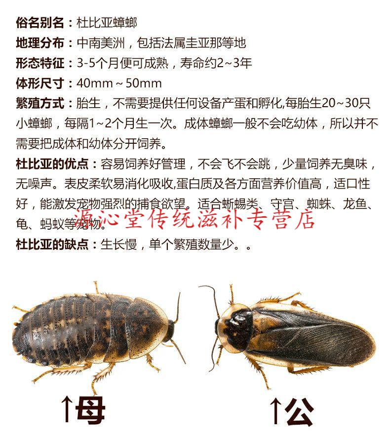 华佗拾遗伟博杜比亚蟑螂规格齐全适合龙鱼鬃狮蜥蜴守宫活体饲料1015