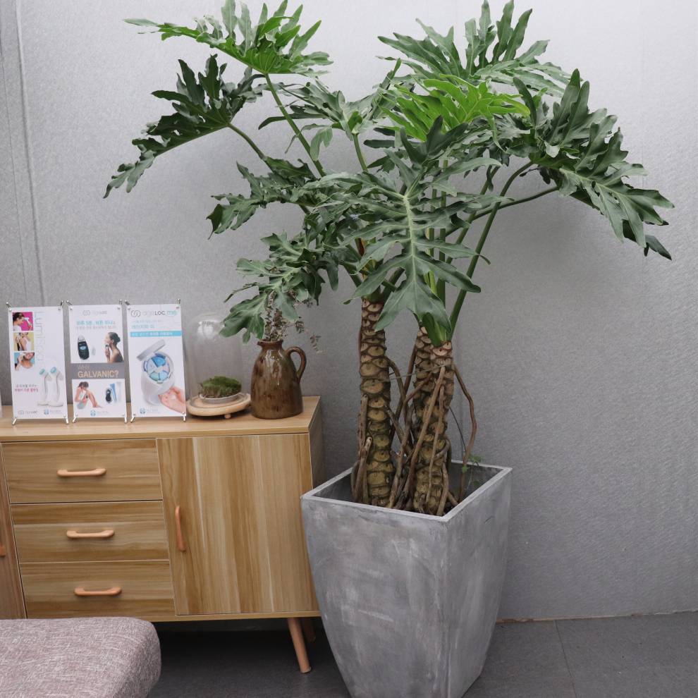 春羽龙鳞 大型绿植盆栽 老桩造型麒麟大春芋耐阴北京 带编织筐(二颗