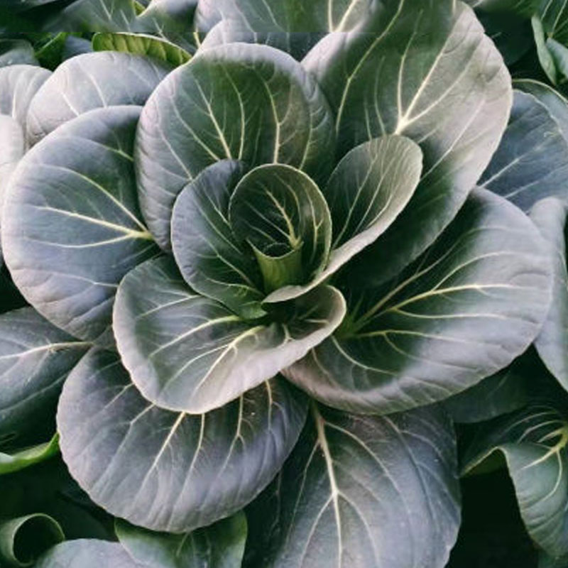 林中山苏北露天霜冻青菜黑叶矮脚箕现摘苏州青油菜新鲜蔬菜1500g