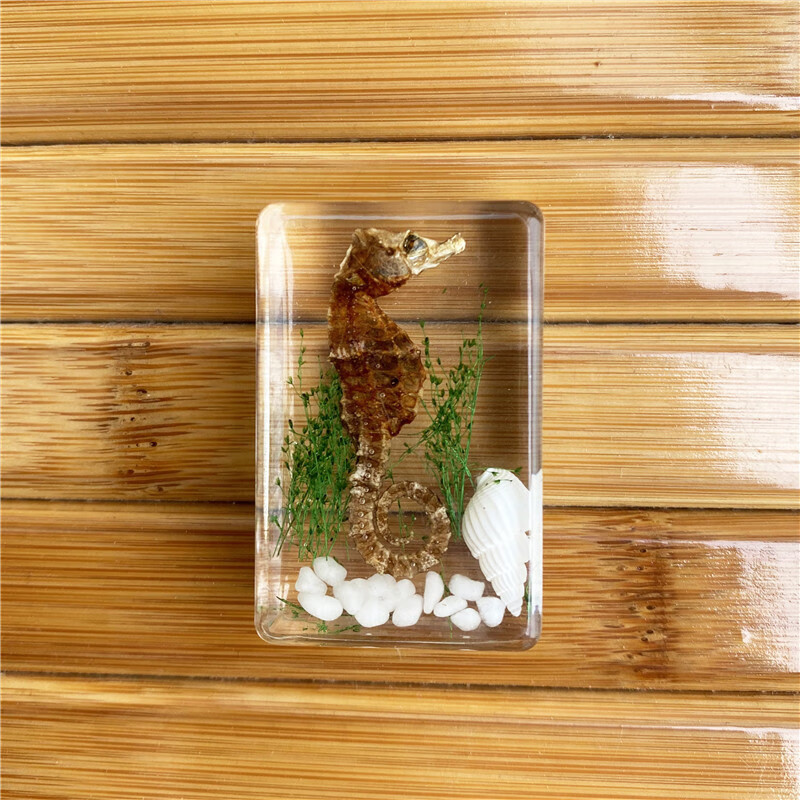 艾薇新款手工滴胶树脂昆虫书镇 透明琥珀昆虫标本旅游景区 毛蜘蛛