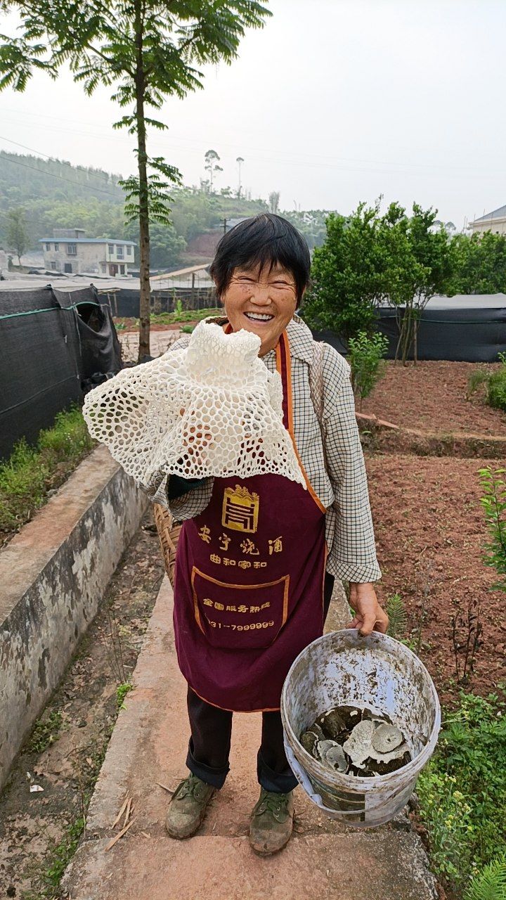 竹荪竹笙干货四川宜宾蜀南竹海特产农家500g 精品长裙竹荪500g【图片