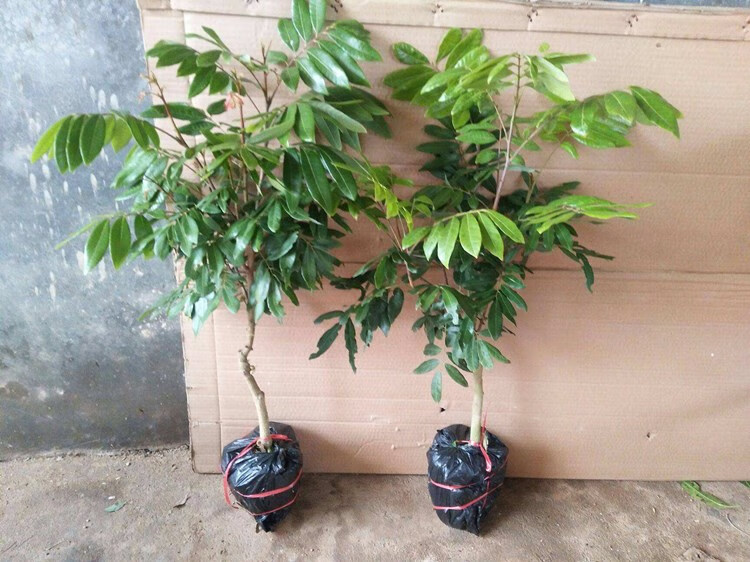 带土带叶当年结果无核龙眼苗树嫁接苗四季储良龙眼南方特大石硖龙眼大