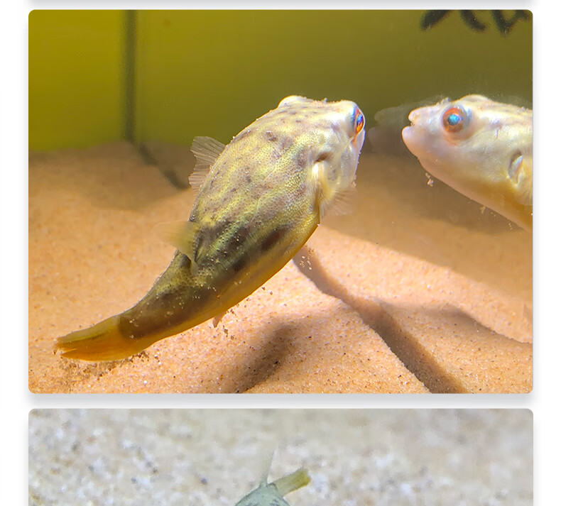 河豚鱼活体活物斑马狗头鱼苗凶猛肉食热带淡水宠物鱼观赏鱼运输包活