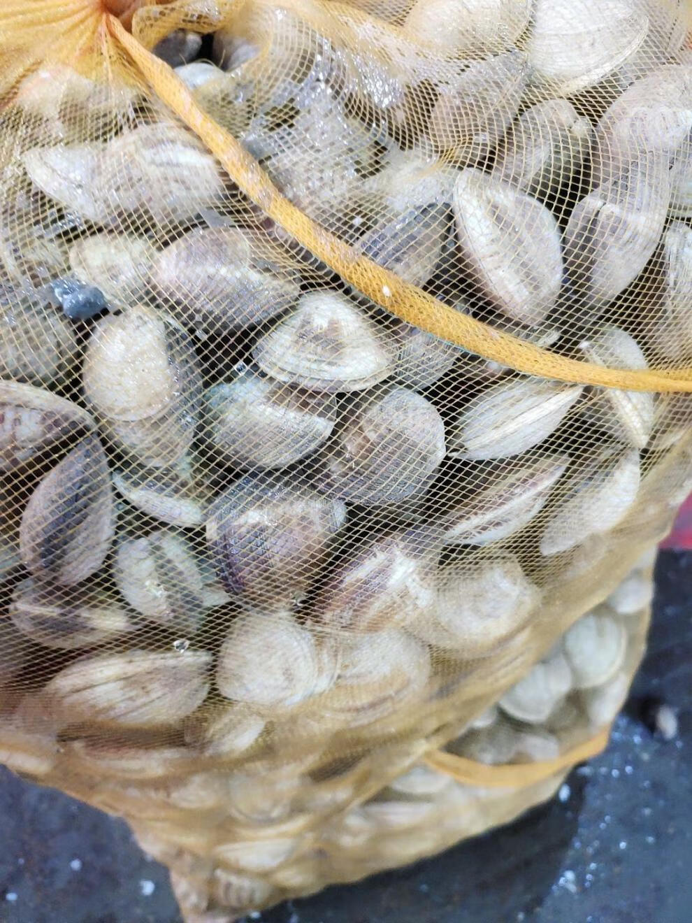 鲜活大蛤蜊铁蛤文蛤美贝四不像活海鲜连云港海鲜 4斤大个超爽每斤8粒