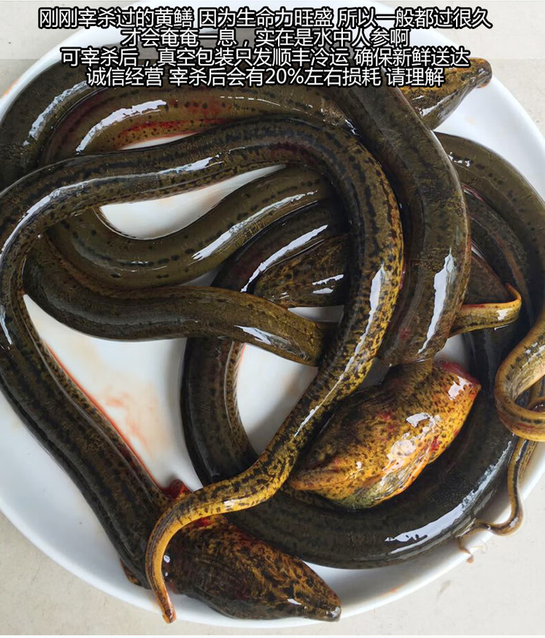 麥基樂正宗野黃鱔蘇北鮮活黃鱔魚現殺活體長魚鱔魚500