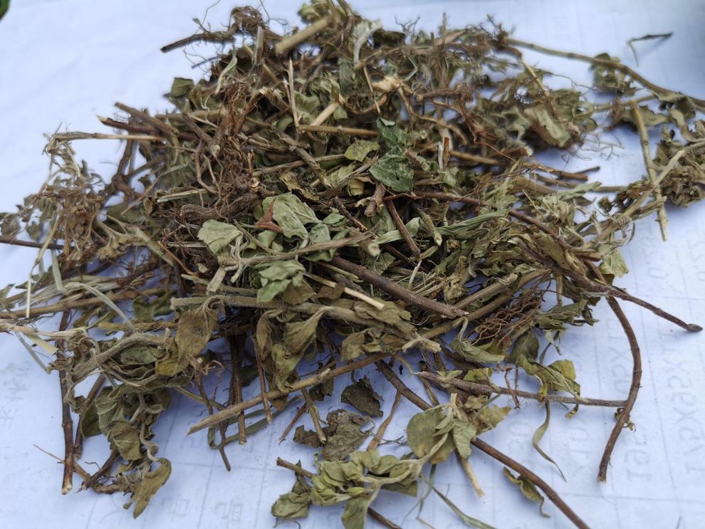 土茵陈中药材牛至草500克阴行草猪毛蒿山茵陈石茵陈铃茵陈可磨粉