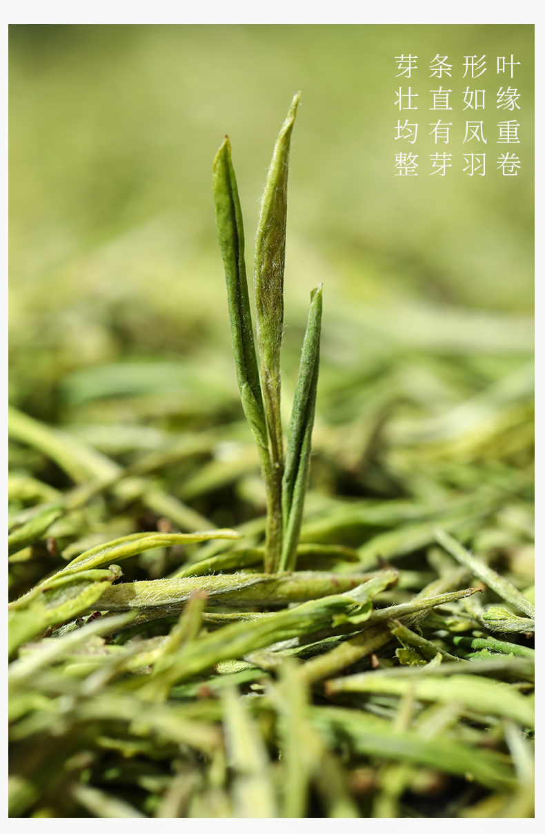 茶叶绿茶明前特级春茶礼品茶叶礼盒装千里寻茶清雅雨前一级150g礼盒