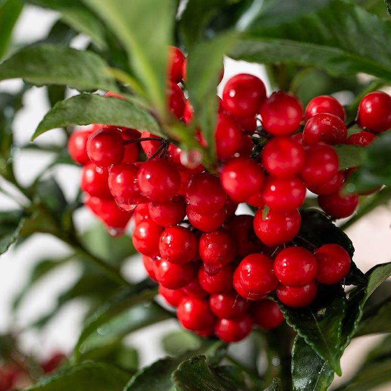 精品黄金万两室内绿植带果发货腰缠万贯易养大厅客厅室内绿植花卉