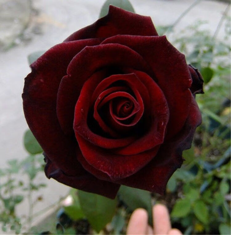 黑玫瑰花苗花卉绿植室内外庭院四季开花 yyds-红色妖姬【四季开花】