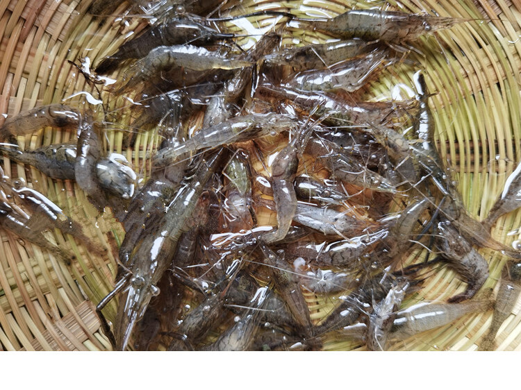 新鲜鲜活淡水小河虾青虾草虾米虾现货活虾速冻3斤