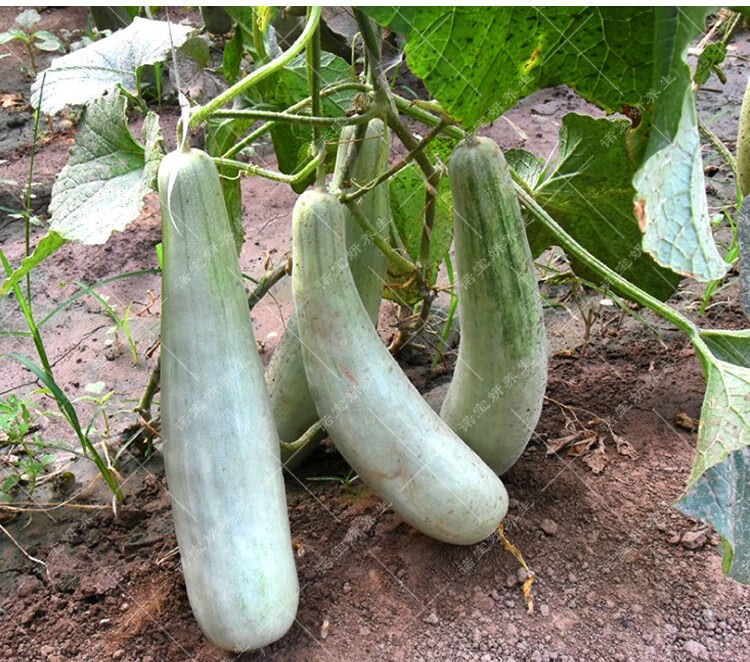 甜脆烧瓜种子黑龙江新品种高糖花皮香甜瓜东北绿色麻皮溏心水果西瓜