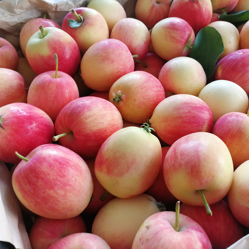梓乐果 小国光苹果笨果新鲜水果正宗国光苹果瓦房店不打蜡不套袋 5斤
