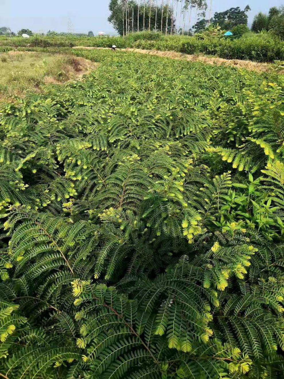 澜墨油甘果树苗 嫁接果树苗甜油甘余甘果耐寒水果苗盆栽地栽当年结果