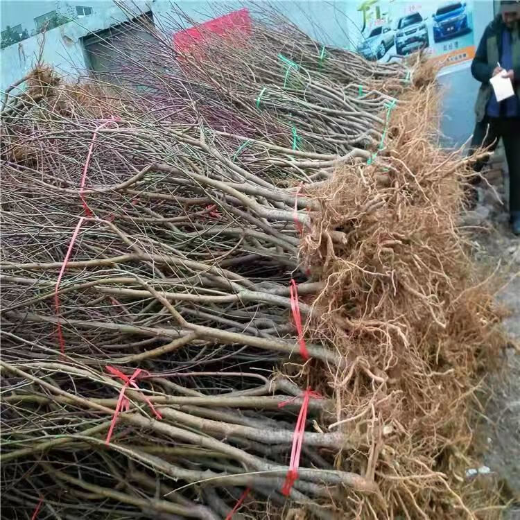 嫁接桃树苗特大五月早桃新品种大红桃树苗盆栽地栽桃子苗当年结果4年